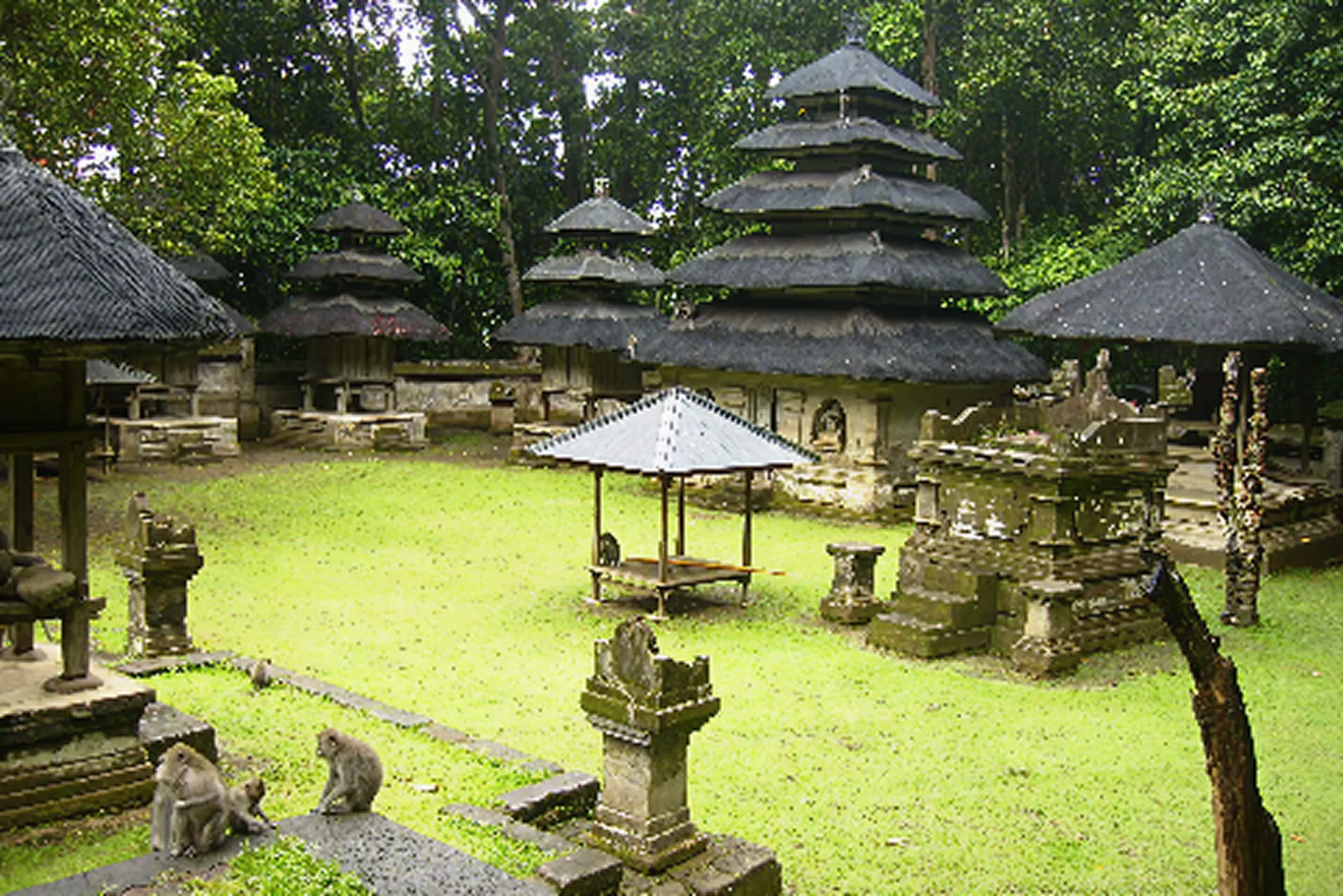 True Blue Bali Trip Alas Kedaton Monkey Forest