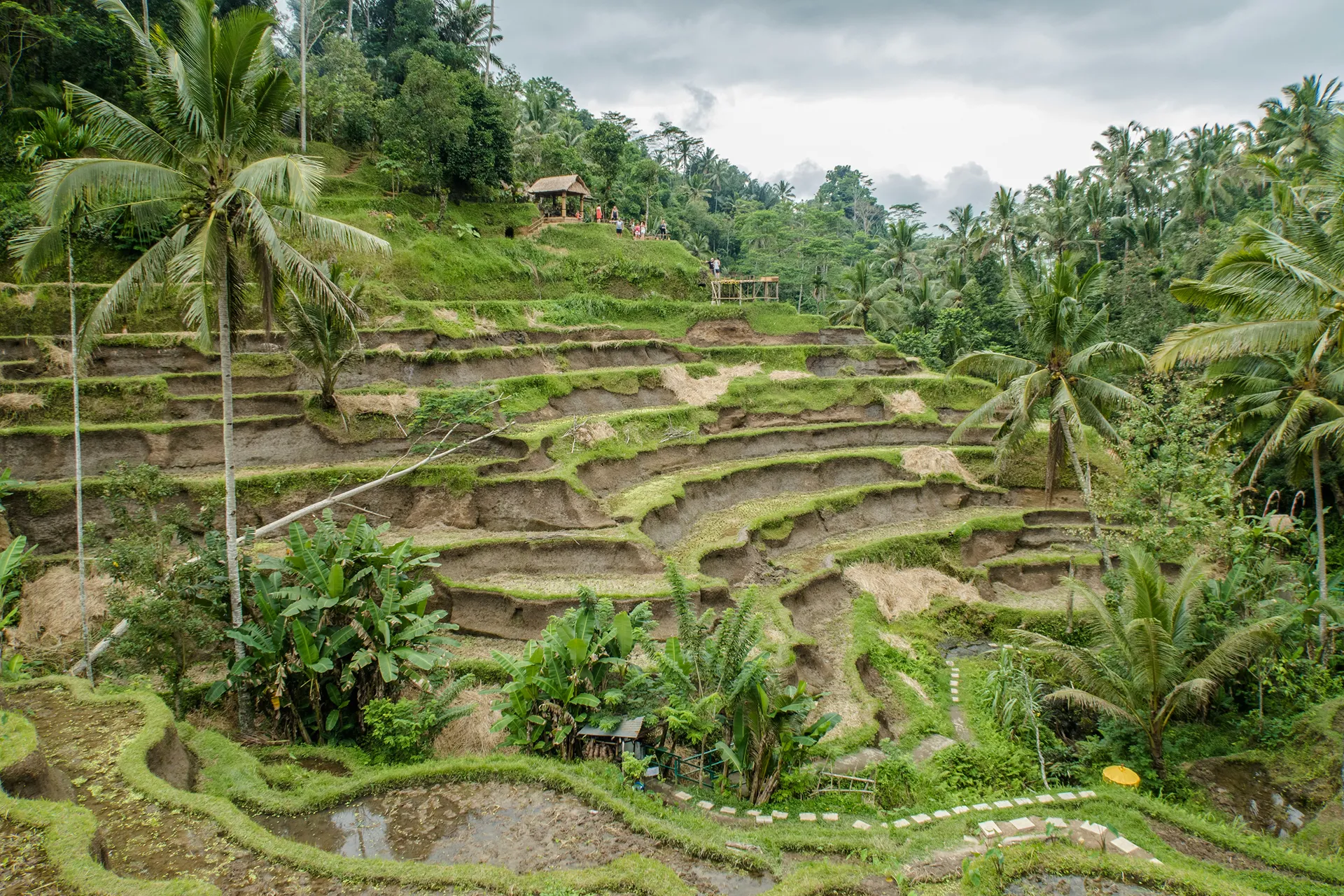 True Blue Bali Trip full day private north Ubud spiritual nature tour Tegalalang rice terrace