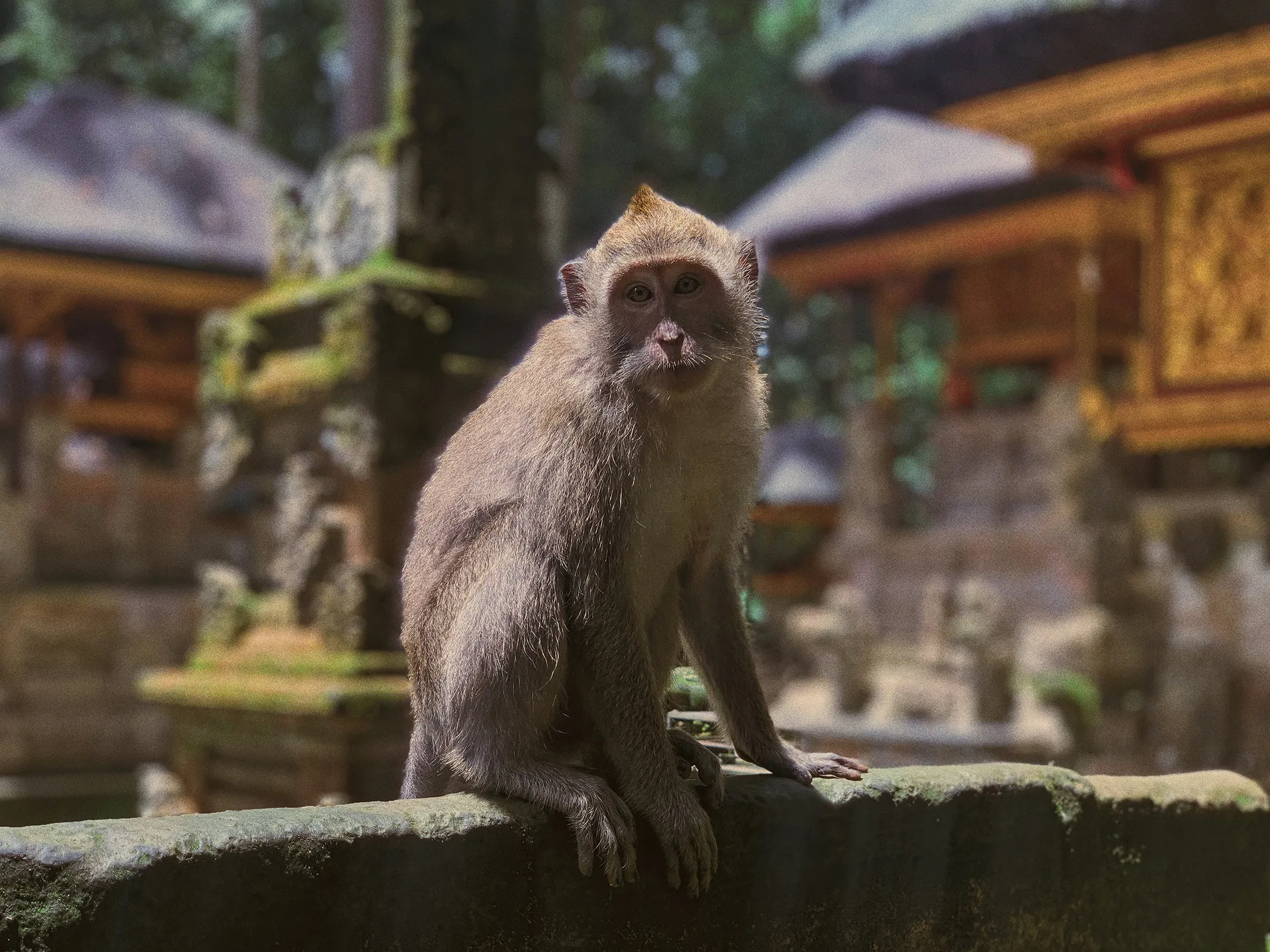 True Blue Bali Trip full day private Ubud culture nature experience Monkey Forest